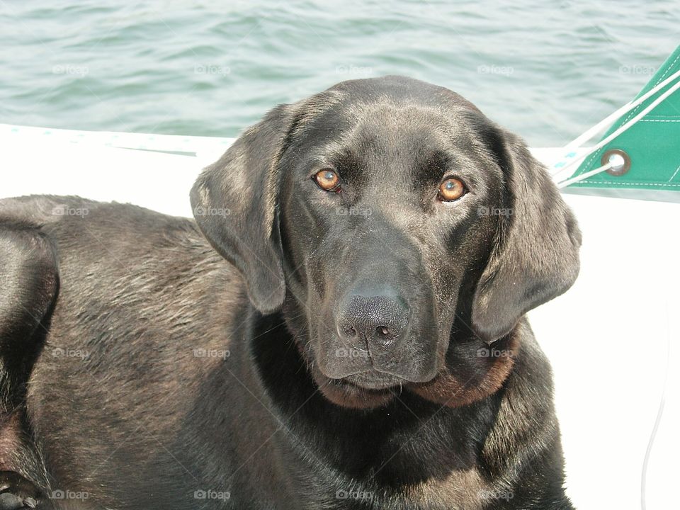 Black Labrador Retriever