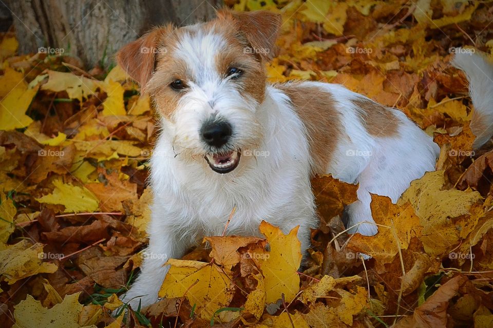 Cute dog in autumn leaves