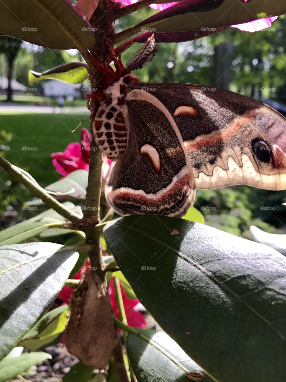 Luna Moth and cocoon 