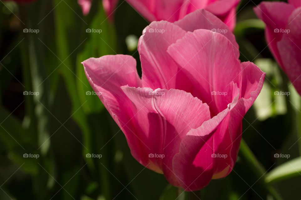 Pink tulip flower