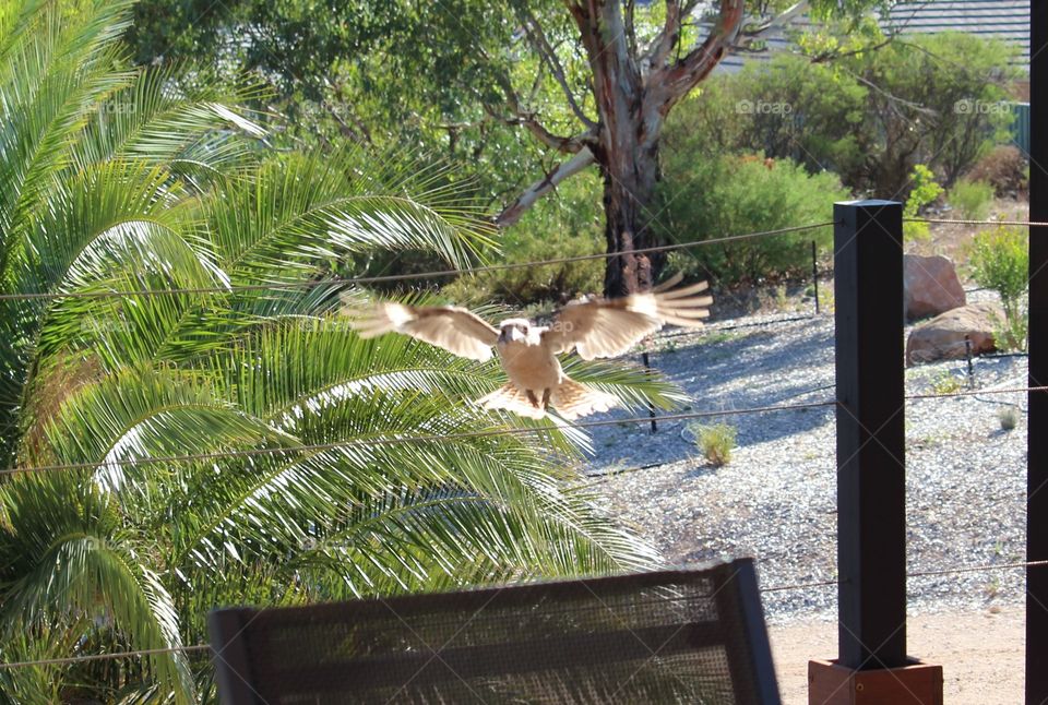 Local kookaburra coming to enjoy our favourite spot on the deck