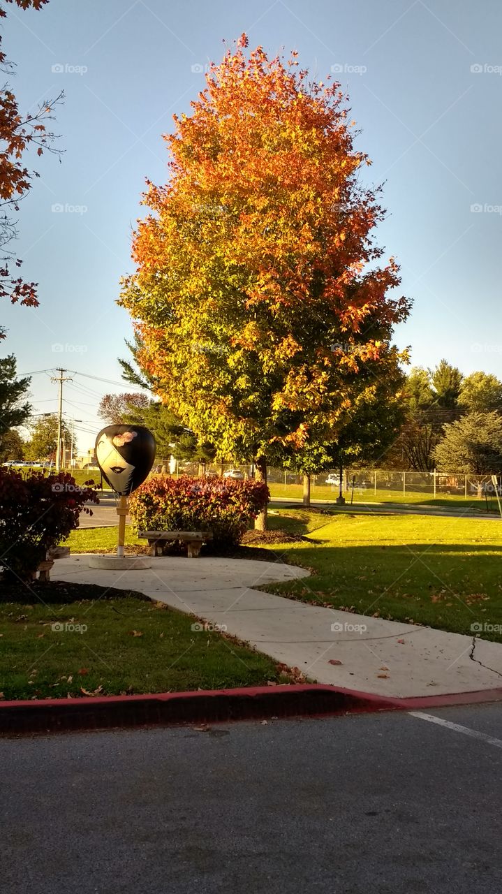 Foliage of Many Colors