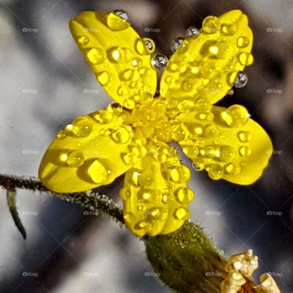 Nature, No Person, Flower, Leaf, Summer