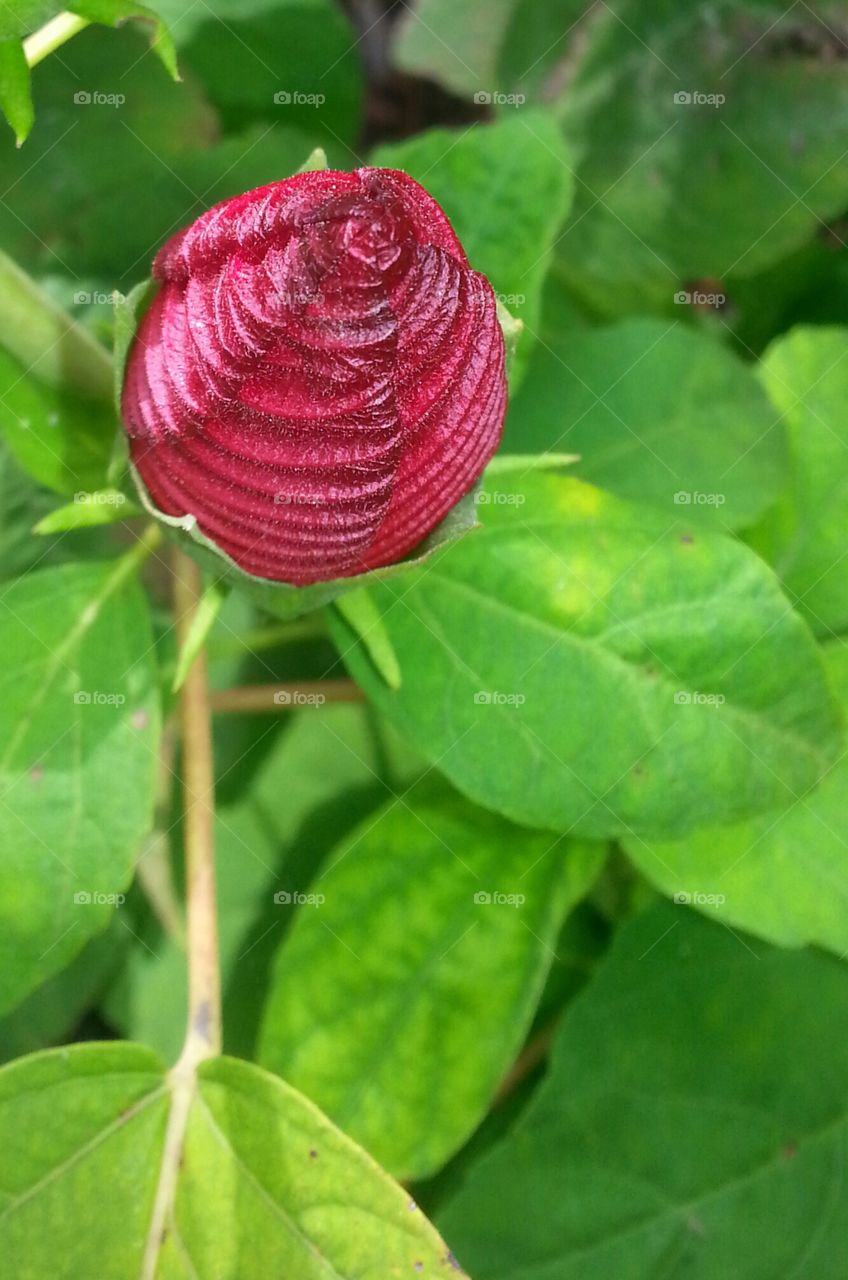hibiscus bud