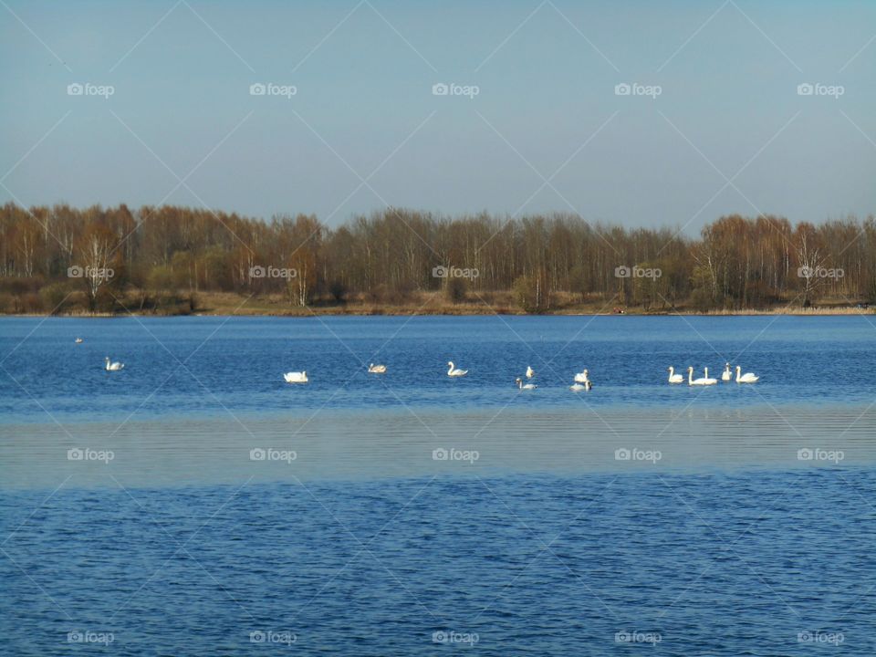 swans on the lake