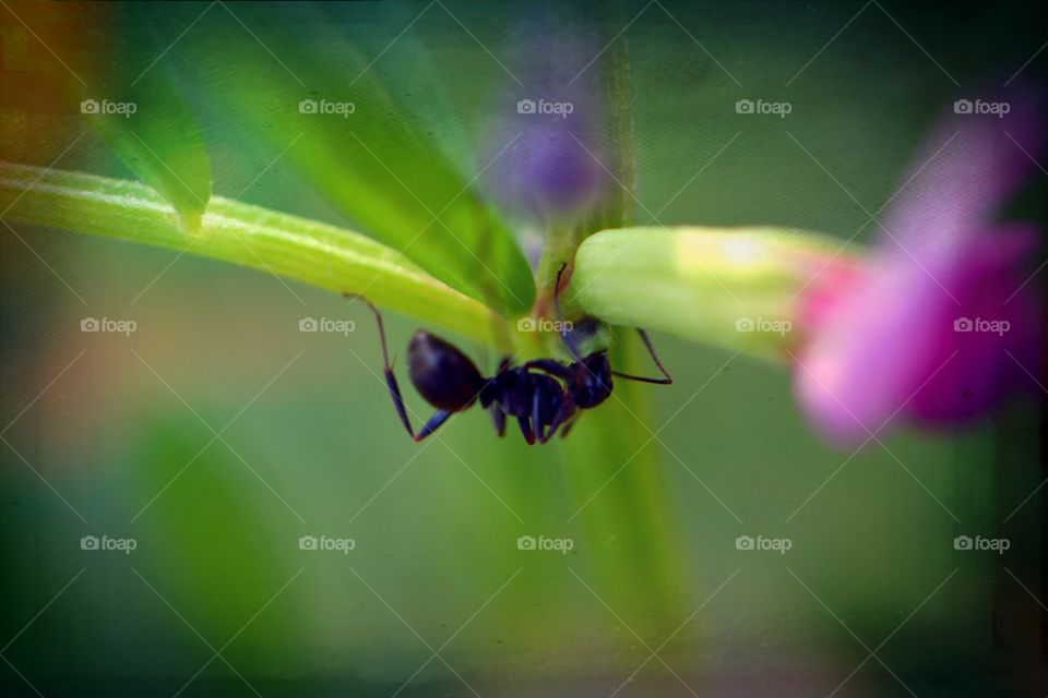 ant closeup