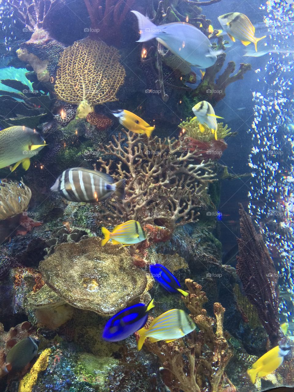 Rainforest Cafe fun . Gorgeous fish tank at Rainforest Cafe