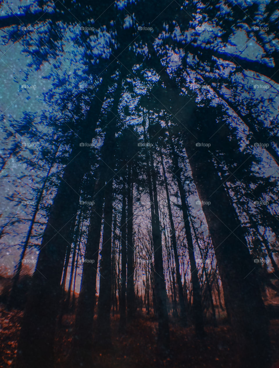 Tall, distorted silhouetted trees against a dark night sky