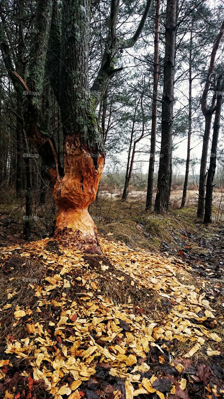 A tree that has been eaten be a beaver. Really nice vibrant colors.