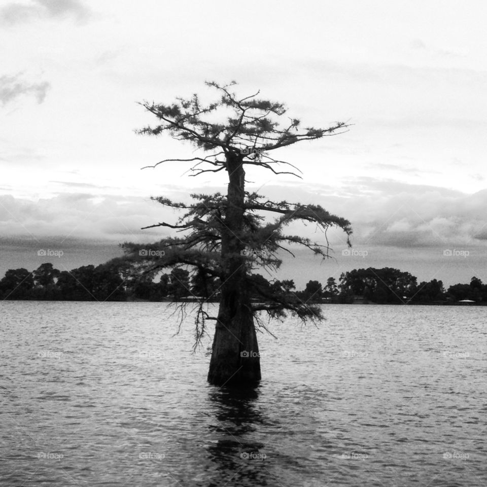 Lonely cypress 