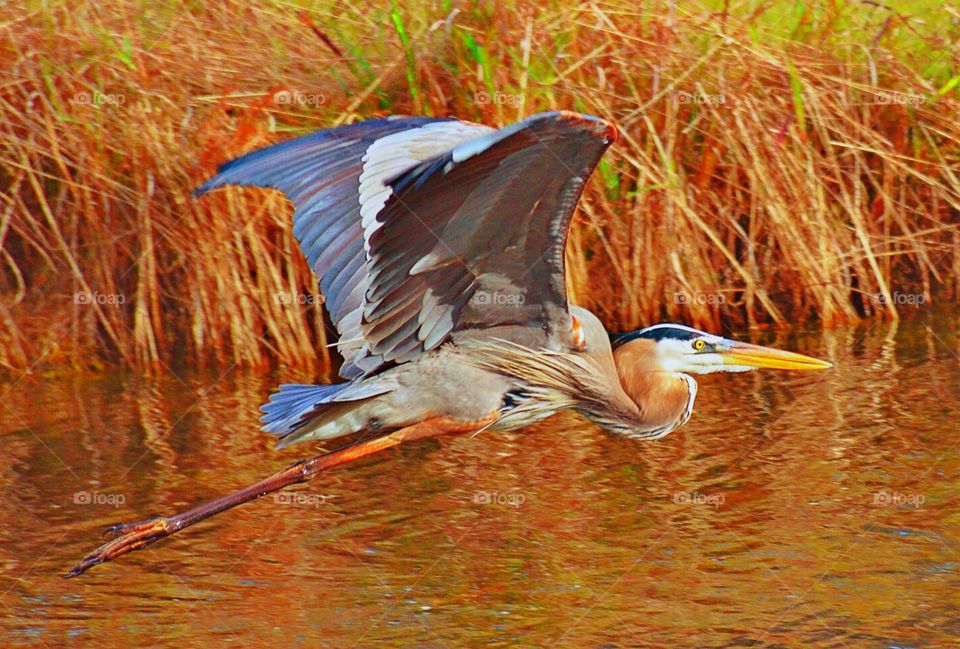 Heron flying over lake