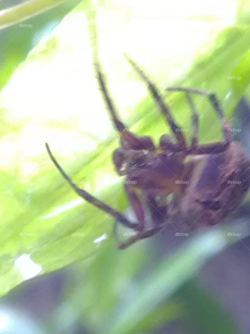 Making your house above spider plants branches and leafs
