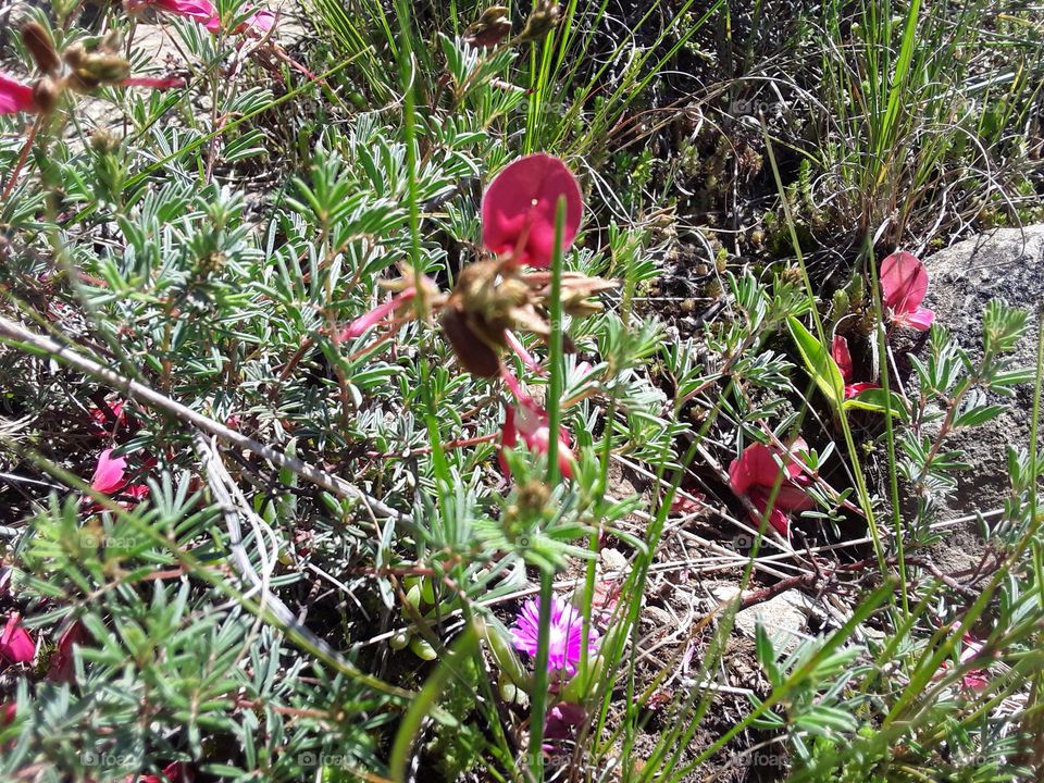 A beautiful nature flower plants.