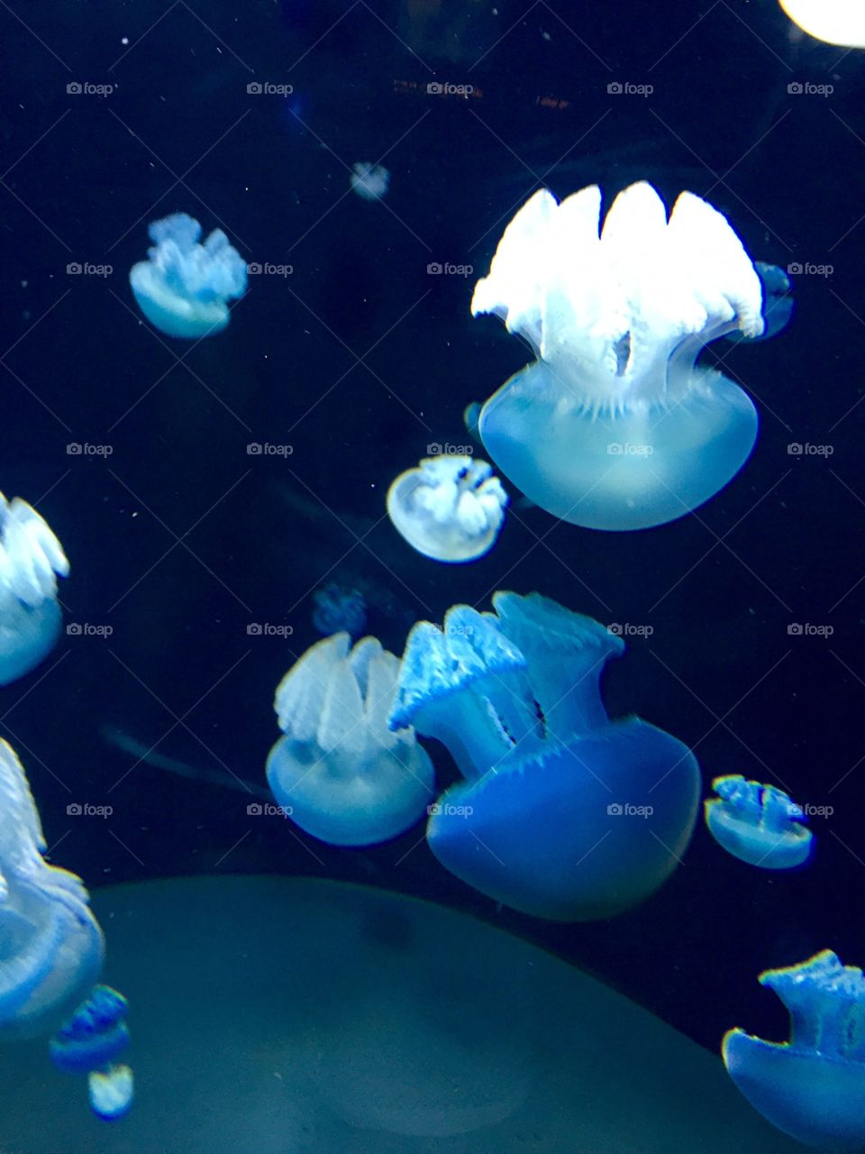 Jellyfish in the Baltimore Aquarium in Maryland