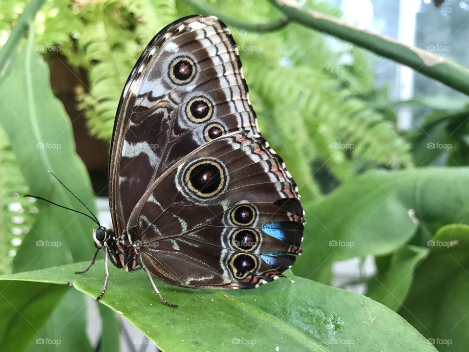 Multi-Colored Butterfly