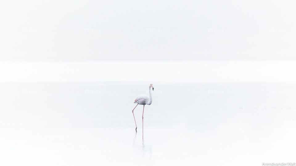 Flamingo in the mist