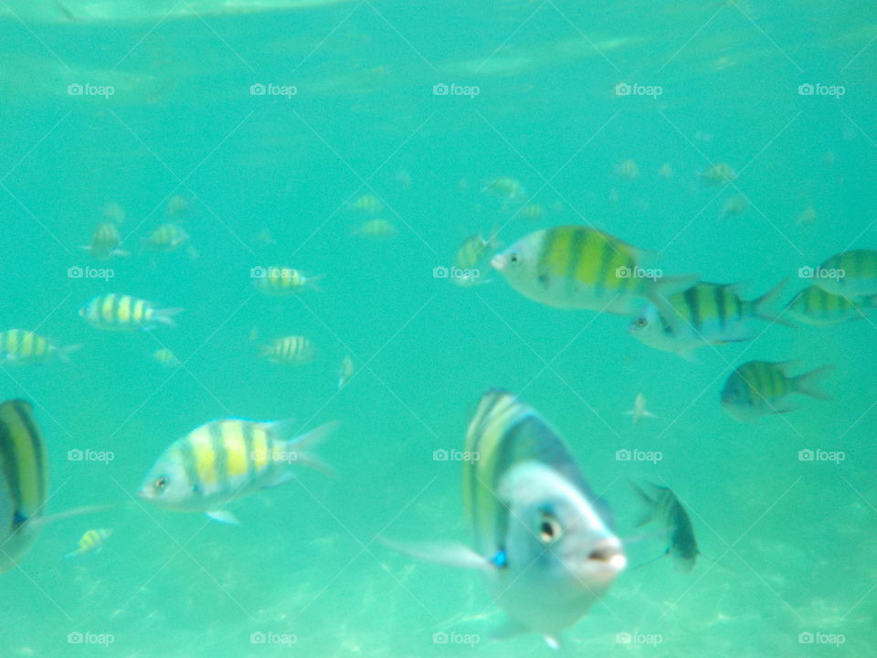 Swimming with Fish