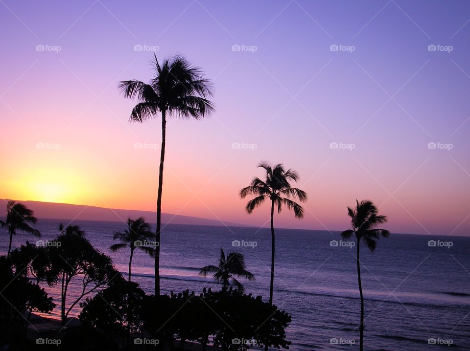 Silhouetted palm trees at beach during sunrise