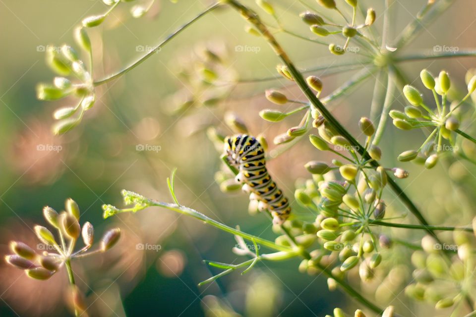 A Monarch butterfly caterpillar on a dill weed plant 