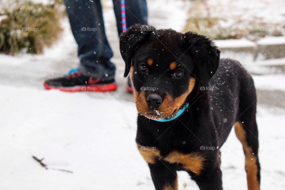 Snow Rottie