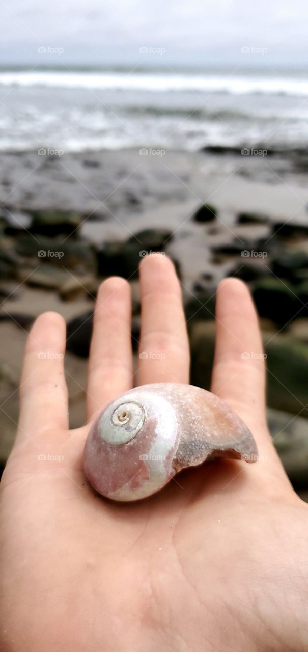 Sea shell found by Neptunes Net
