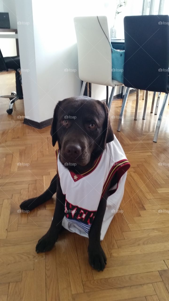 labrador in 76ers jersey. chocolate labrador wearing a 76ers jersey
