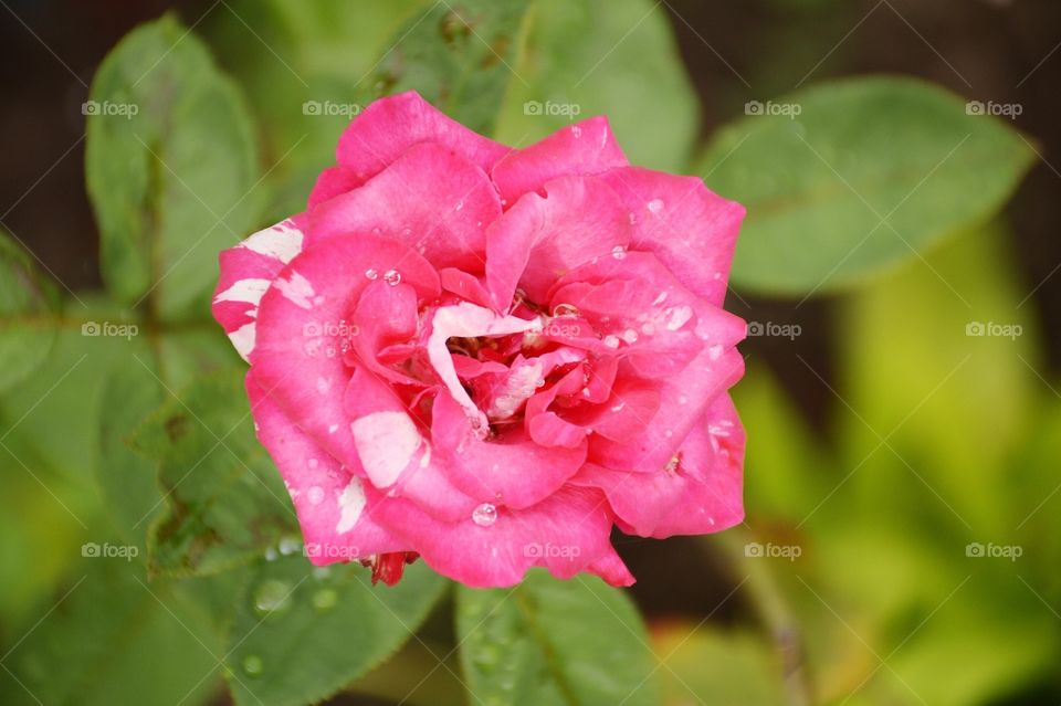 Pink rose flower in nature garden