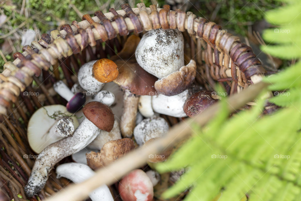 Basket with picked edible mushrooms. Moods of autumn.