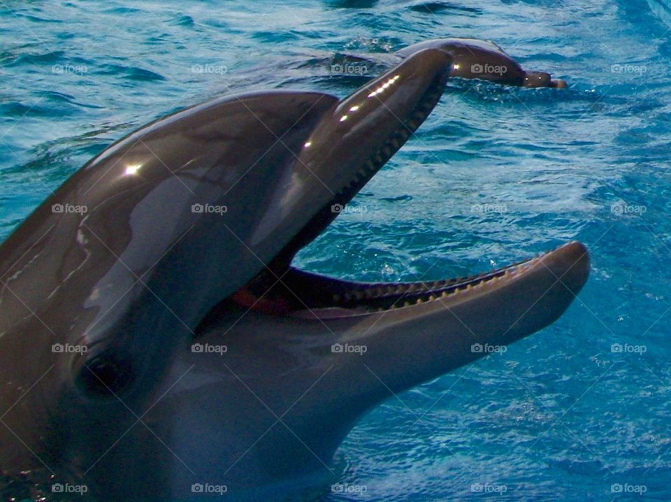 Dolphin language. Dolphin intermingling with peoplr