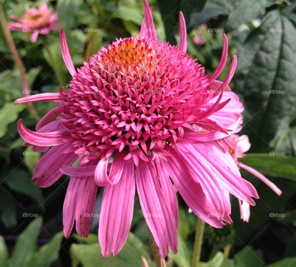 Close-up of pink flower