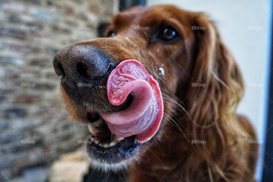 Quinn licking his face after enjoying some yogurt 