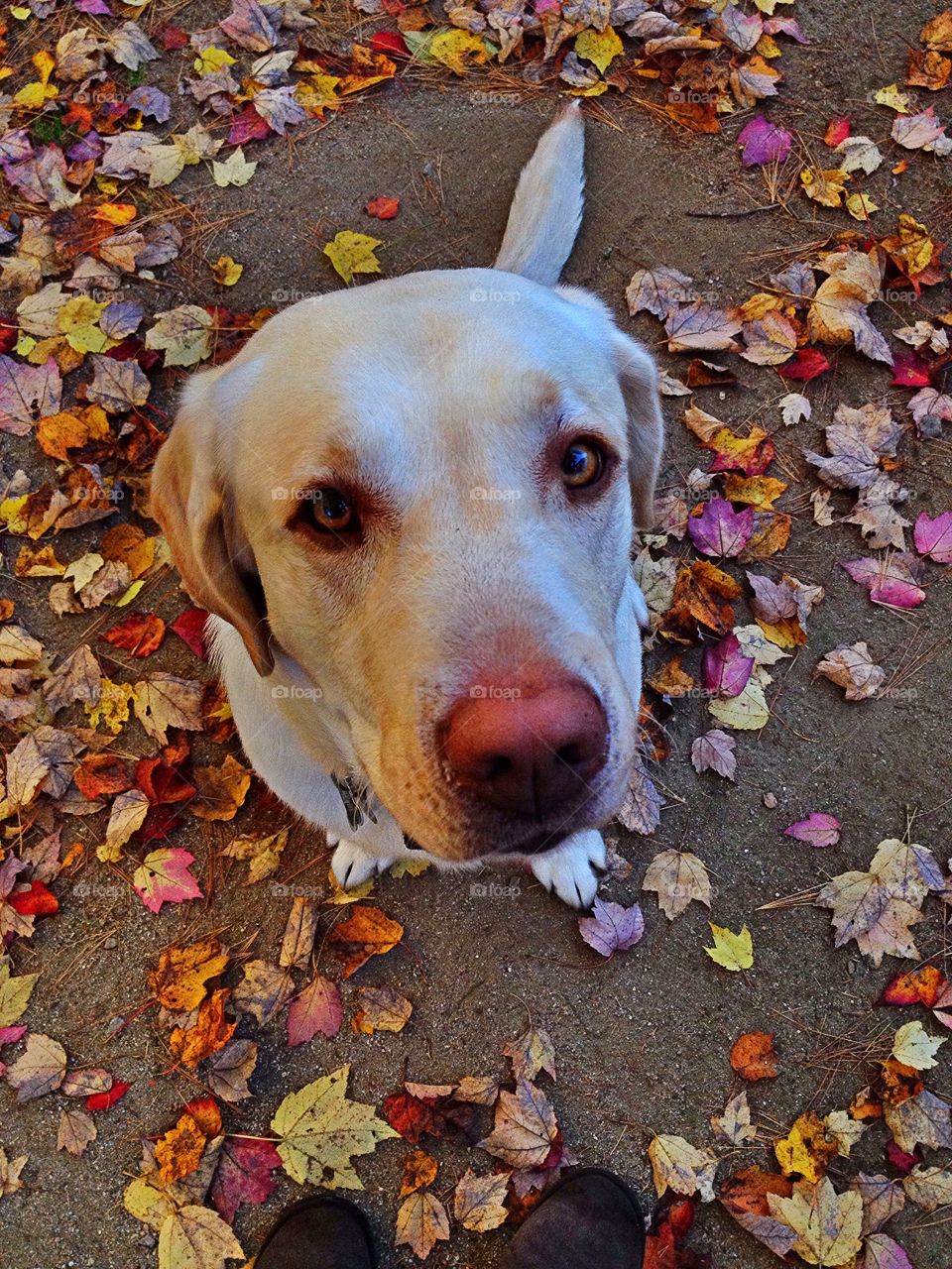 Yellow Lab