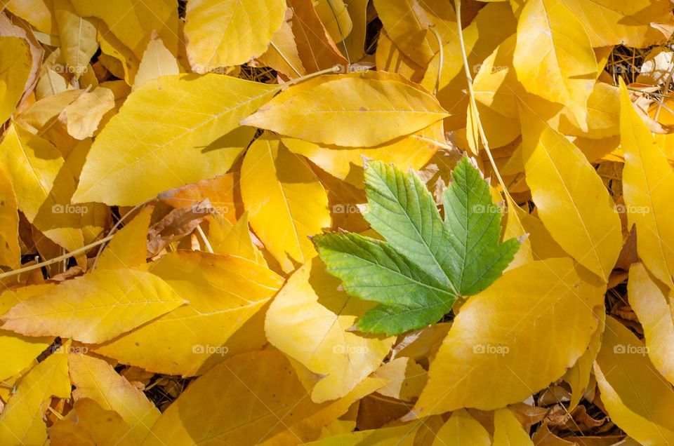 Autumn Leaves