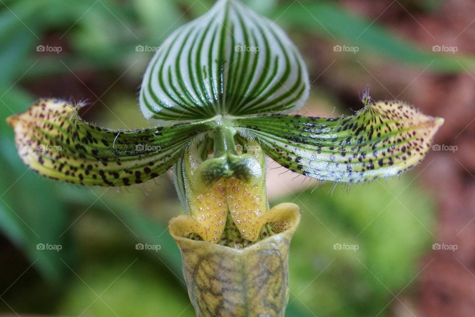 Paphiopedilum : Sabot de Vénus vert