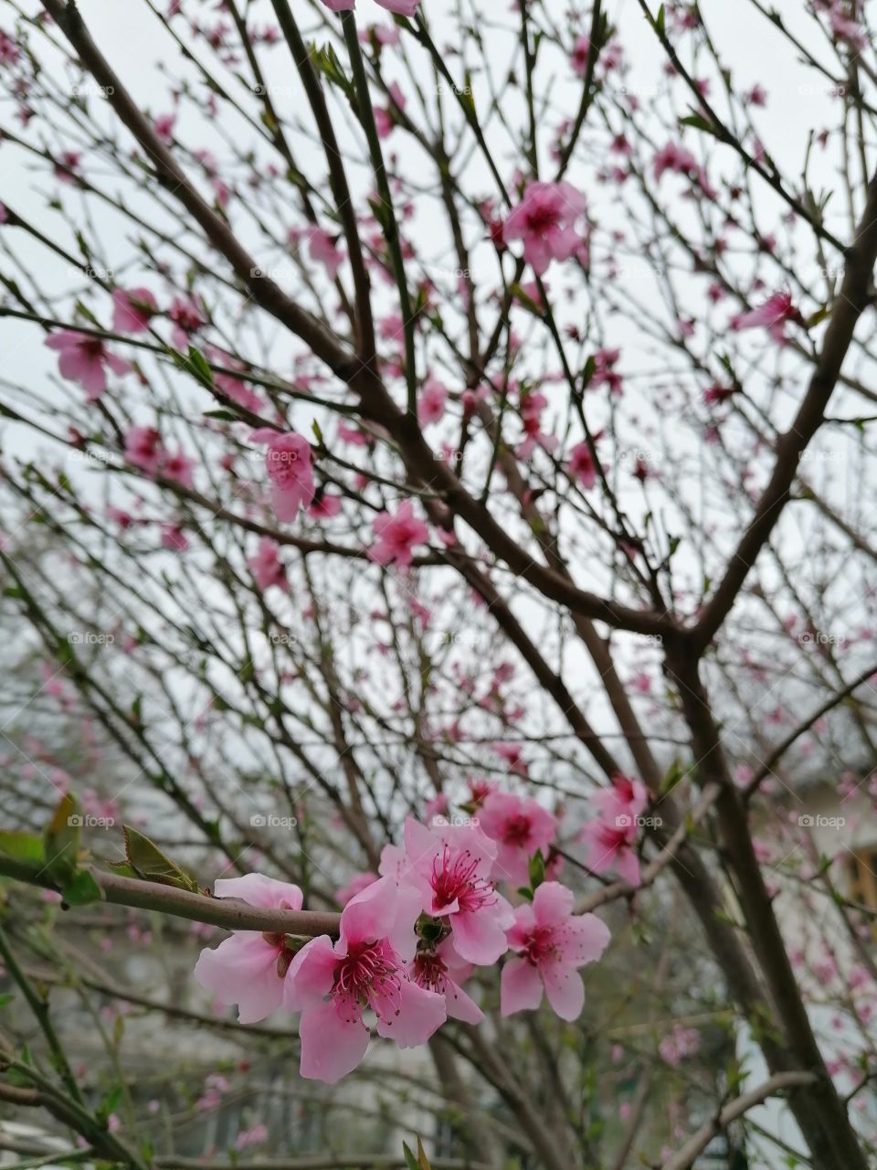 Apricot tree in bloom