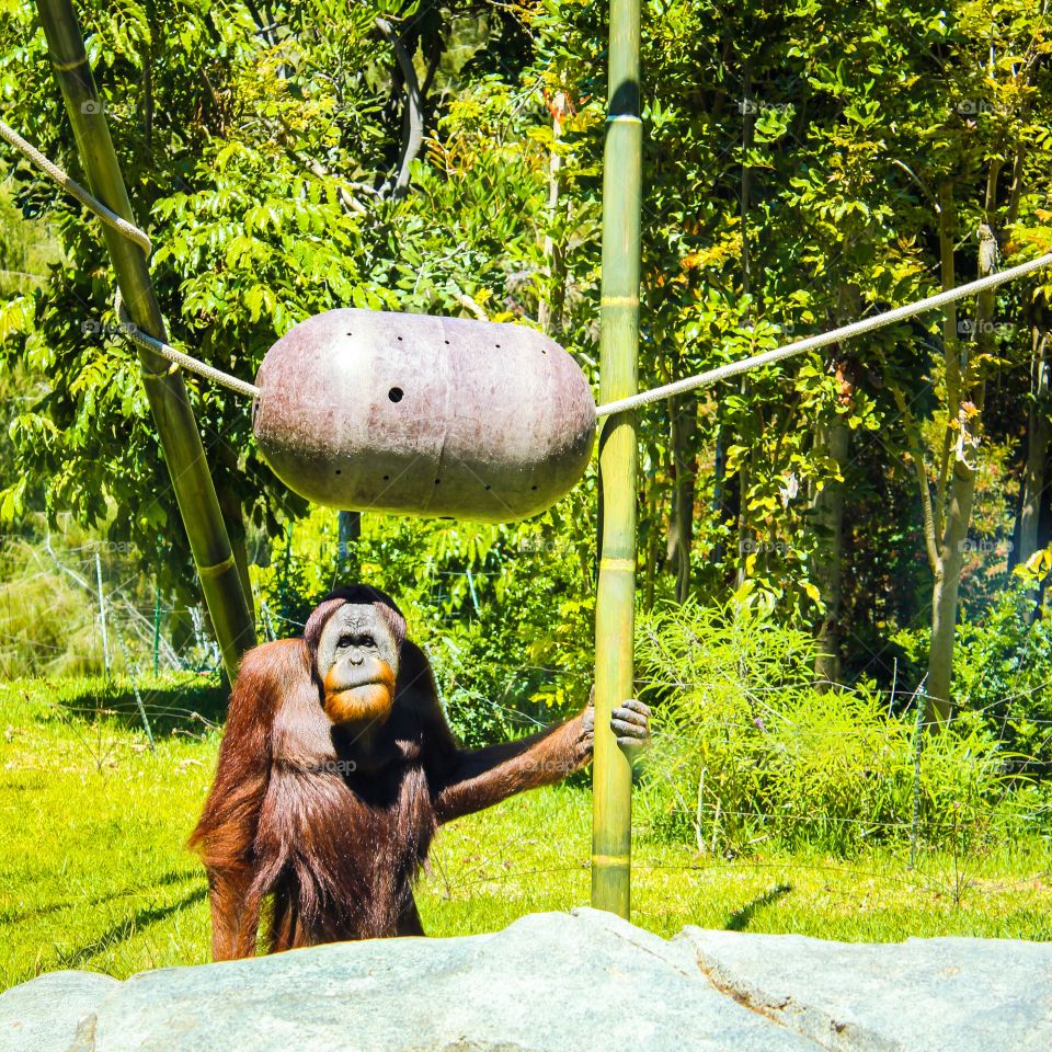 Orangutan waiting on a ride 😉