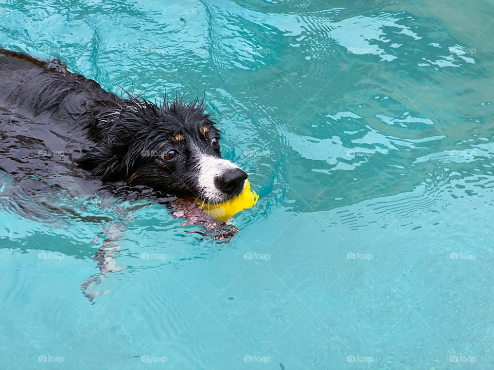 High angle view of a border collie swimming with a yellow ball in her mouth 