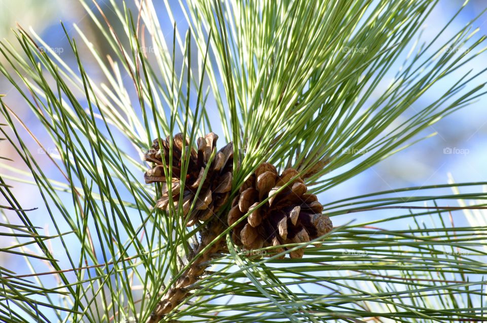 Pine cone