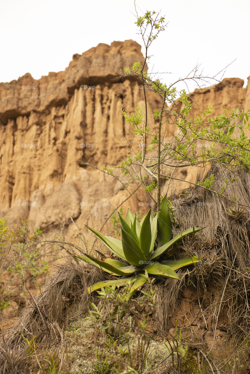 Plant in desert 