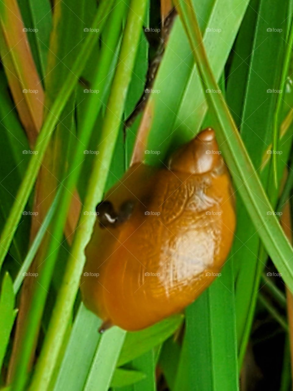 Tick on a snail