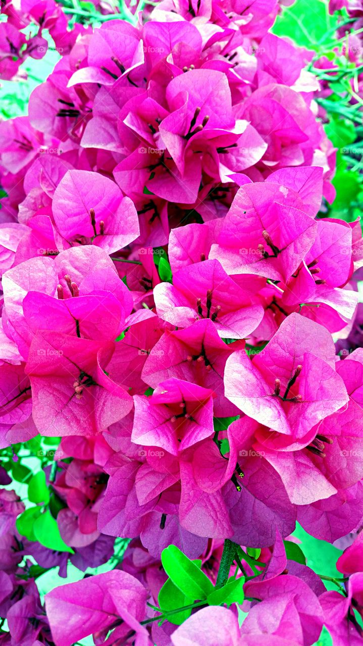 Pink Bougainvillea . Pink Bougainvillea spotted on morning walk 