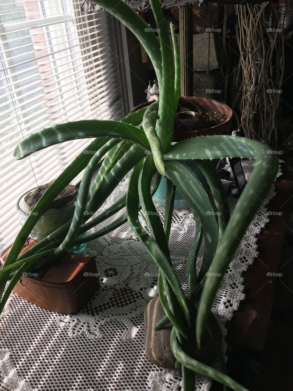 Aloe plant, creature like, getting east light!