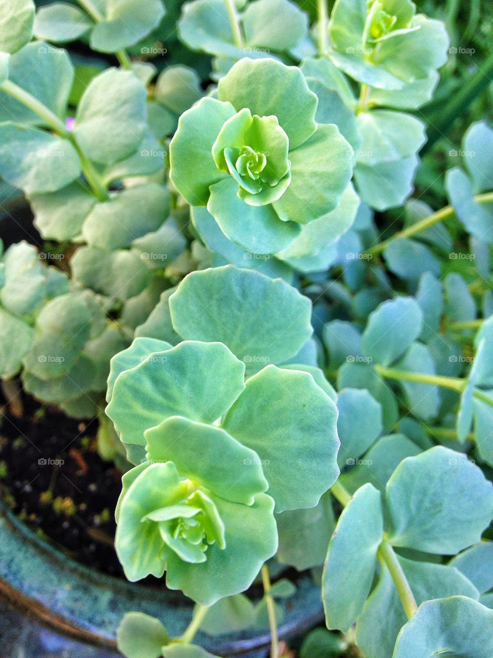 Succulent . Succulent 