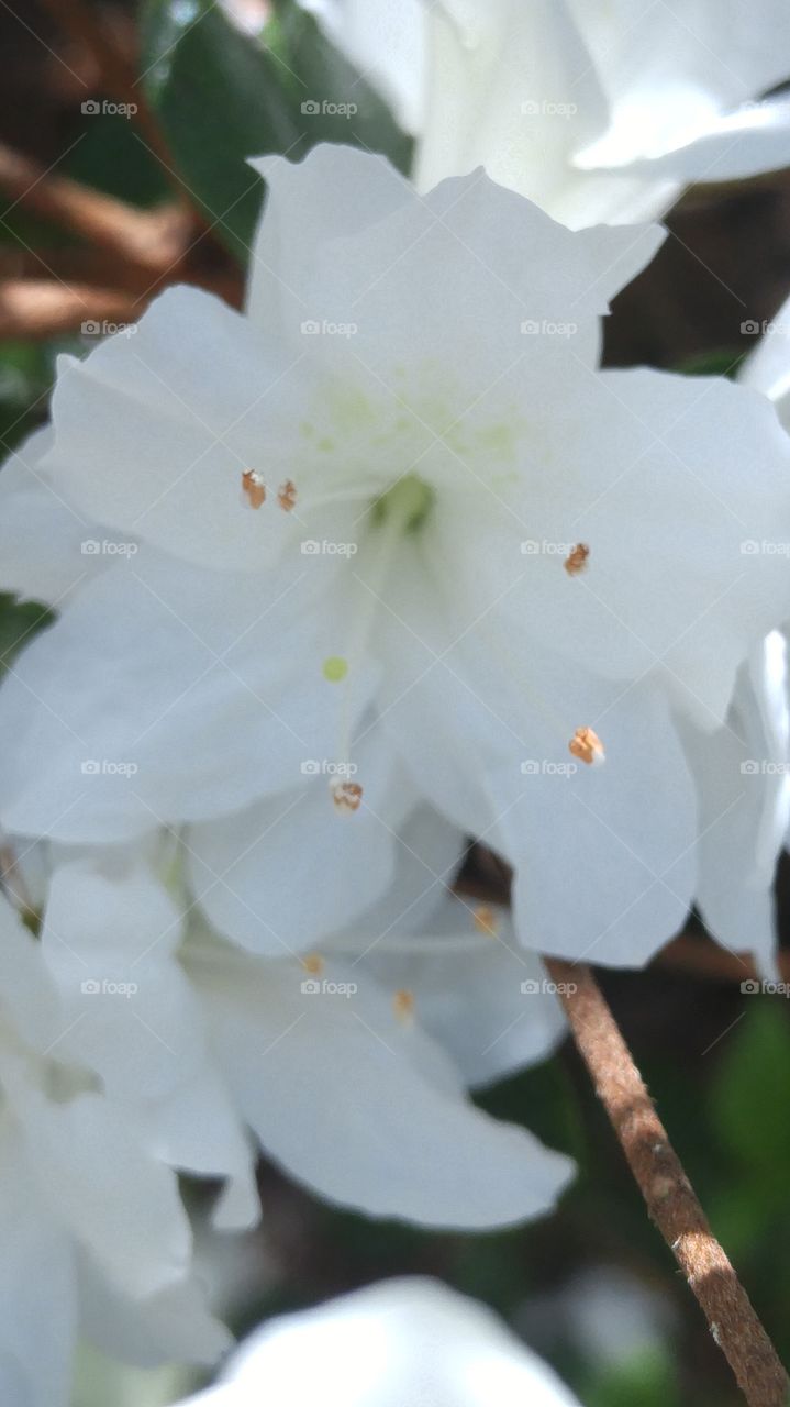 Beautiful macro shots