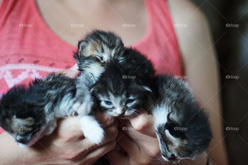 Fluffy kittens 