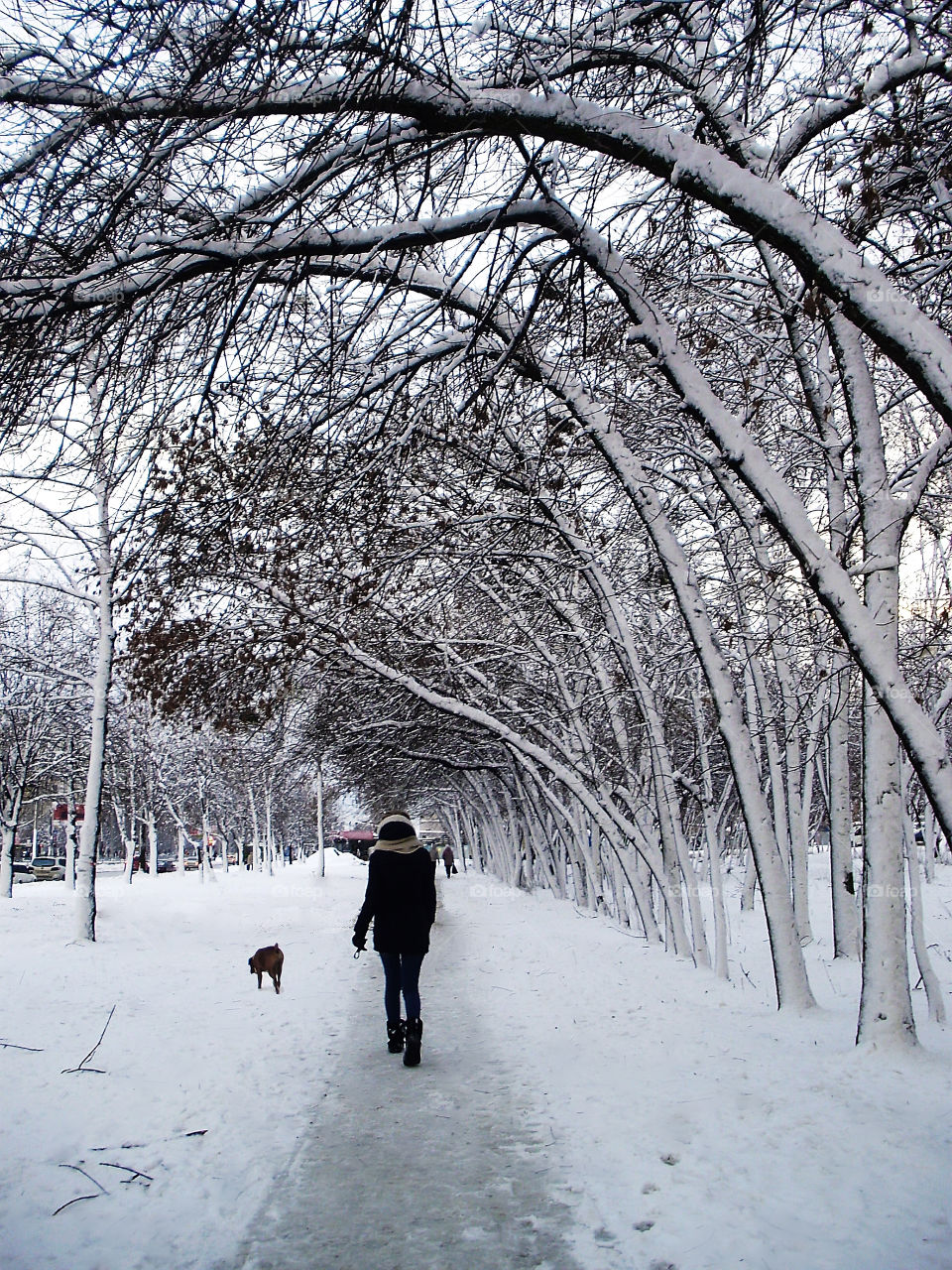 Walking with a dog in winter 