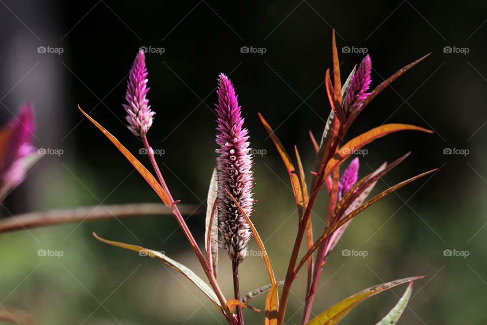 Purple plants