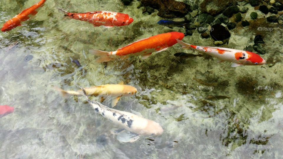 beautiful koi carp fish swimming