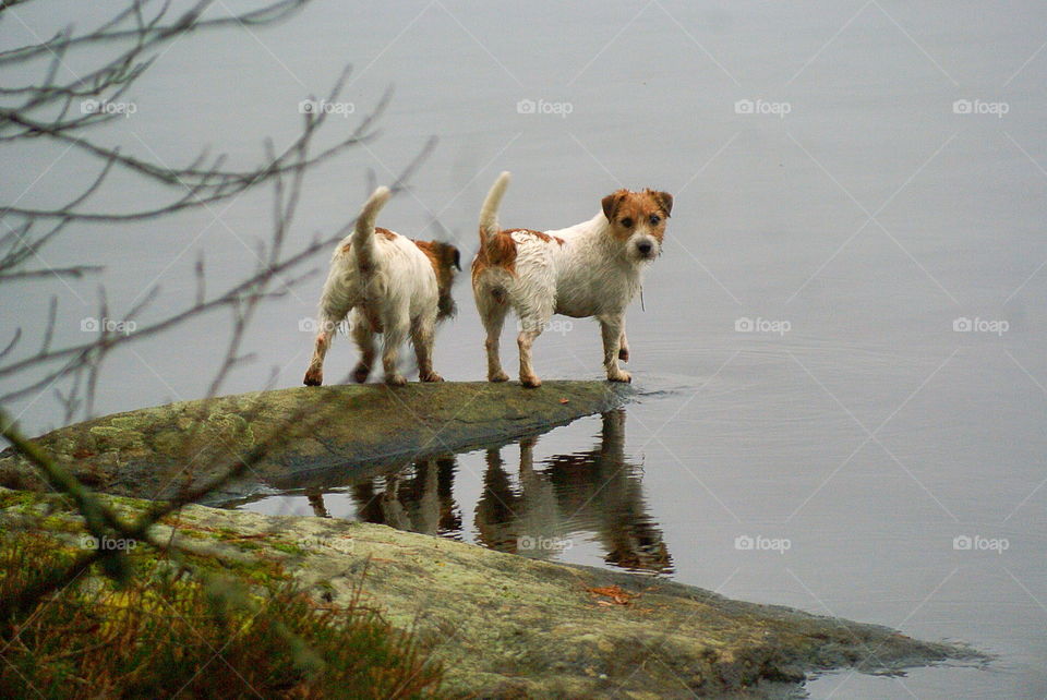 Dogs at the lake