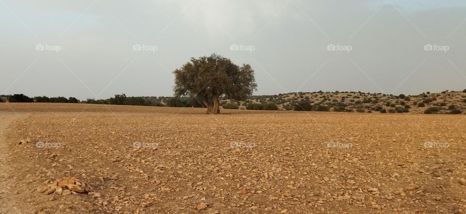 beautiful argania spinosa tree in Morocco.